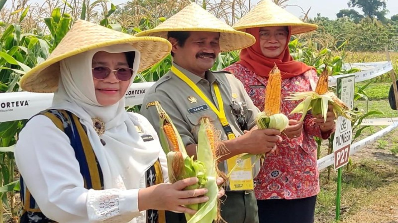 Kepala Pusat Perlindungan Varietas Tanaman dan Perizinan Pertanian Kementerian Pertanian, Leli Nuryati, menunjukkan hasil tanaman jagung yang berhasil ditanam di tengah cuaca ekstrem di Kebun Pemeriksaan Substantif Perlindungan Varietas Tanaman Dataran Rendah, di Kecamatan Mojosari, Kabupaten Mojokerto. ANTARA/HO-Kementan