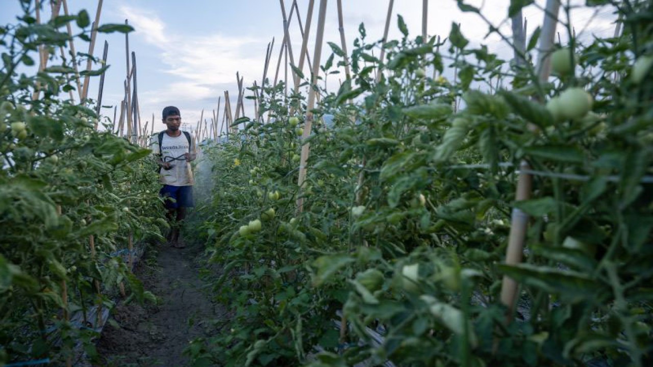 Petani menyemprotkan pupuk cair pada tanaman tomatnya di Desa Porame, Sigi, Sulawesi Tengah, Selasa (24/10/2023). ANTARA FOTO/Basri Marzuki/foc. (ANTARA FOTO/BASRI MARZUKI)