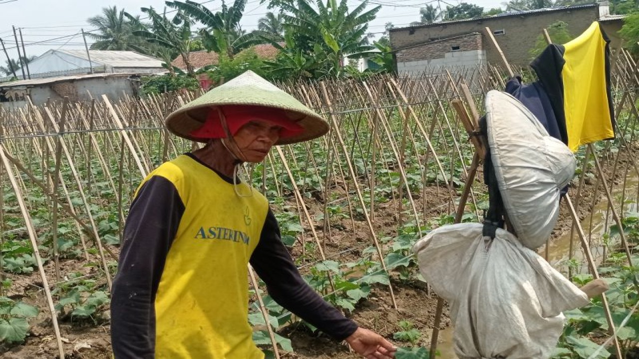 Seorang petani sayuran dataran rendah di Kabupaten Lebak tengah merawat tanaman tersebut dan dipastikan panen Desember mendatang sehingga bisa memenuhi permintaan pasar. ANTARA/Mansyur
