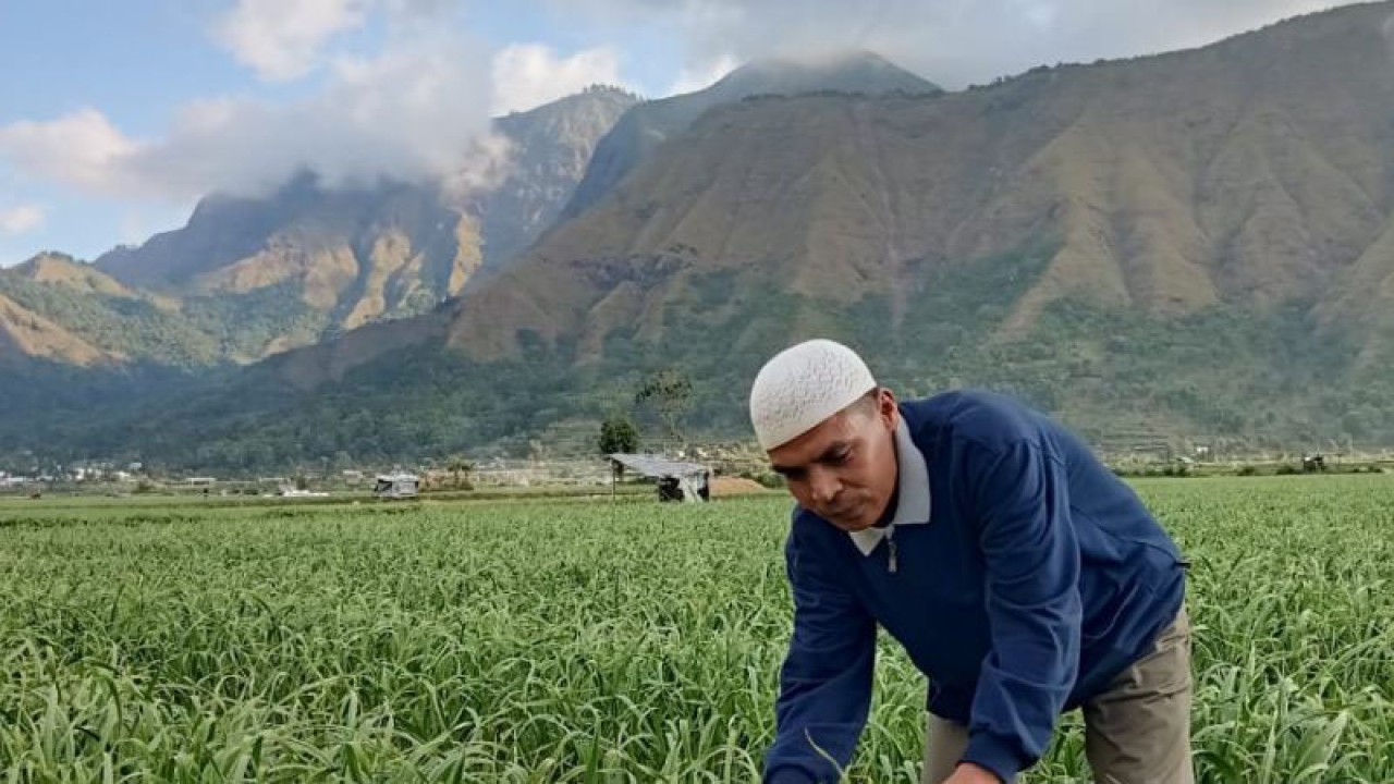 Seorang petani sedang merawat tanaman bawang putihnya yang akan segera dipanen di Kecamatan Sembalun, Kabupaten Lombok Timur, Nusa Tenggara Barat. ANTARA/Awaludin.