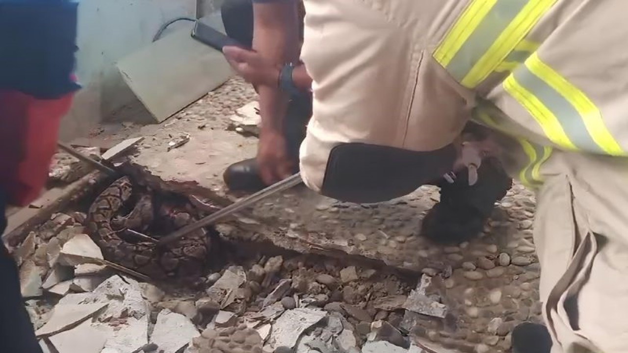 Petugas dari BPBD Kabupaten Tangerang saat melakukan evakuasi ular di bawah keramik rumah warga. (Azmi)