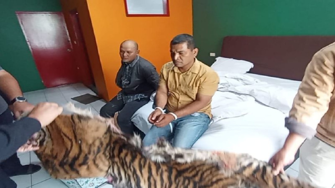 Tim Unit 4 Subdit IV/Tipidter Dit Reskrimsus Polda Sumatera Utara menangkap dua pelaku yang diduga menjual kulit satwa jenis Harimau Panthera Tigris Sumatera dan trenggiling di Padang Sidempuan, Sumut. (ANTARA/HO-Polda Sumut)