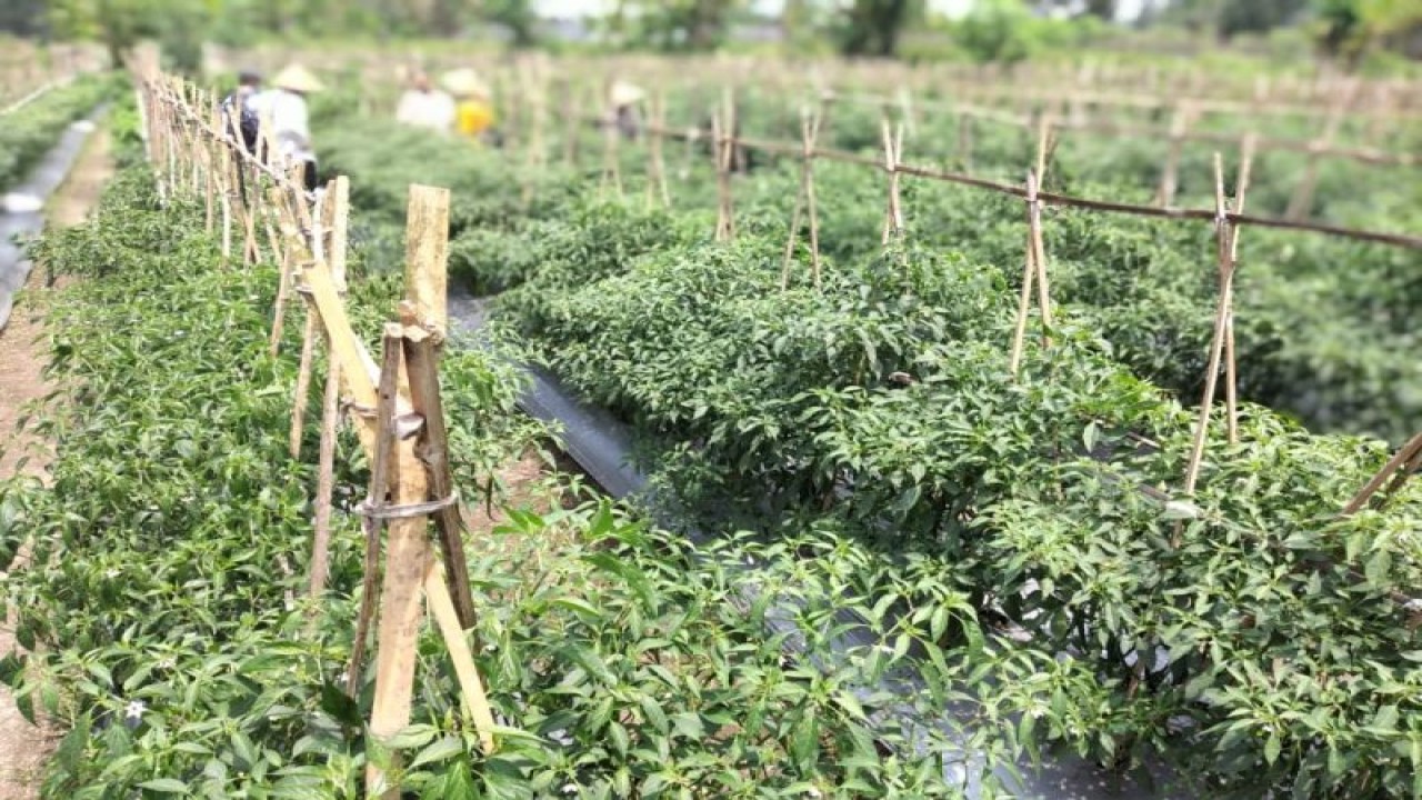 Salah satu lahan pertanian cabai di Kabupaten Sleman. ANTARA/HO-Dinas Pertanian, Pangan dan Perikanan Sleman