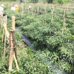 Salah satu lahan pertanian cabai di Kabupaten Sleman. ANTARA/HO-Dinas Pertanian, Pangan dan Perikanan Sleman-1700127825