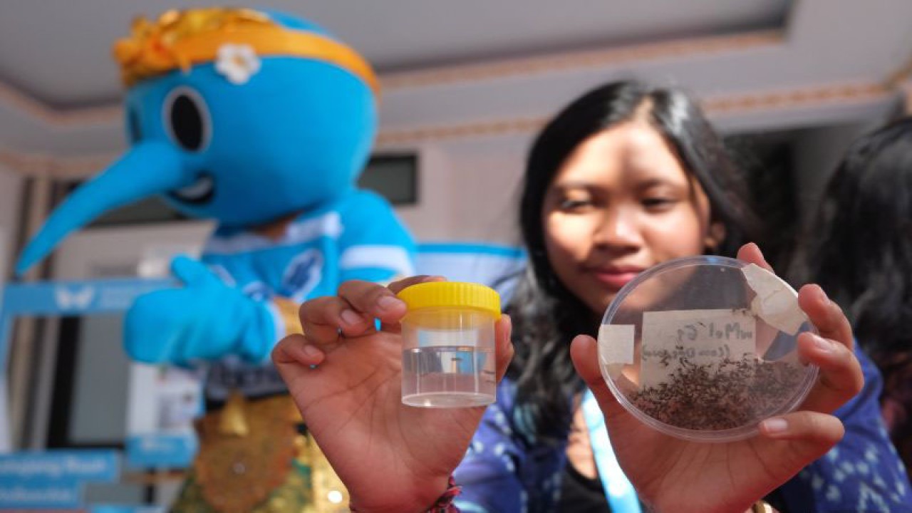 Arsip Foto - Petugas menunjukkan sampel nyamuk Aedes aegypti yang sudah disuntik bakteri Wolbachia pada peluncuran kampanye pemanfaatan metode Wolbachia untuk mengendalikan DBD di Kota Denpasar, Provinsi Bali, Selasa (6/6/2023). (ANTARA FOTO/Nyoman Hendra Wibowo/hp)