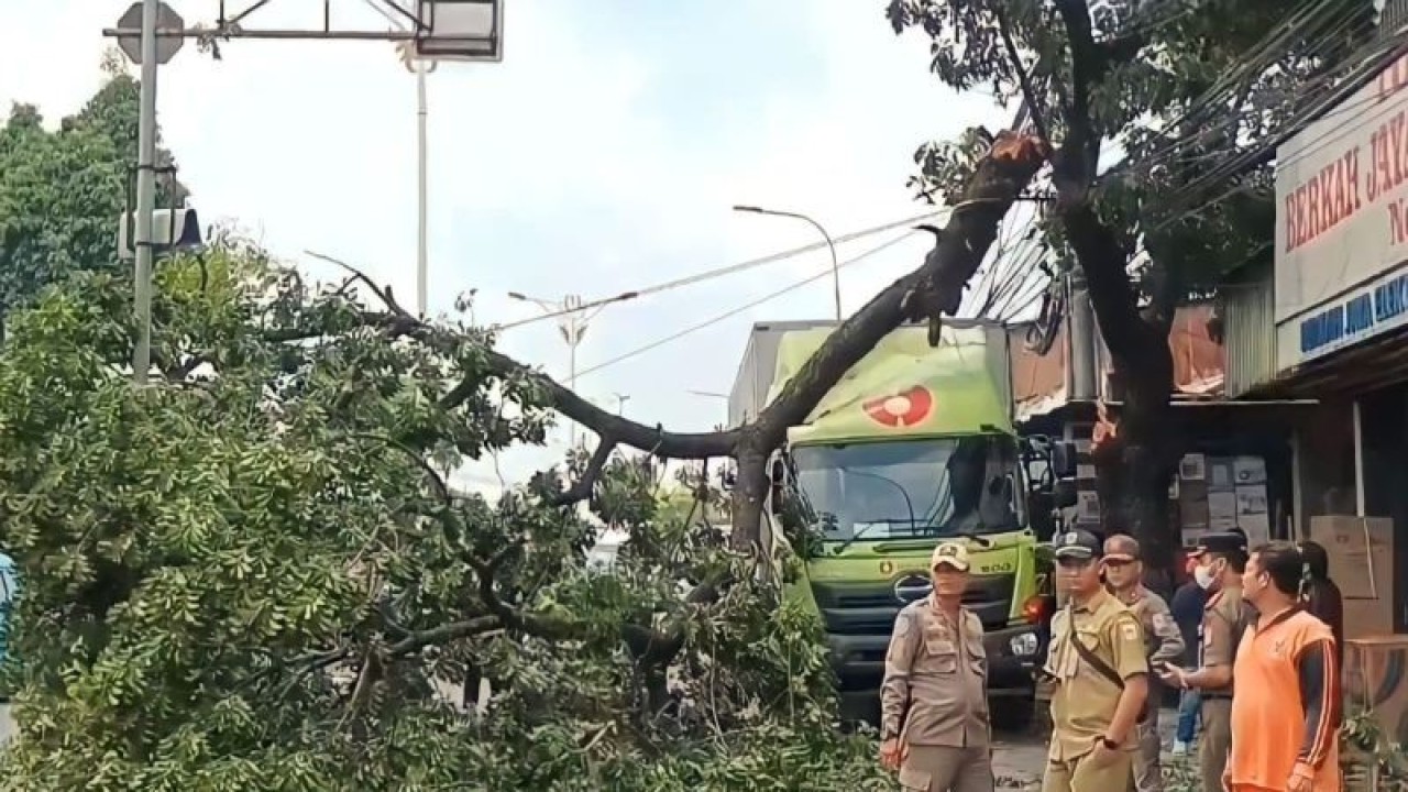 Sebuah truk boks besar tertimpa pohon akasia setinggi lima meter di Jalan Raya Bogor, Kelurahan/Kecamatan Kramat Jati, Jakarta Timur, Selasa (14/11/2023). ANTARA/Syaiful Hakim