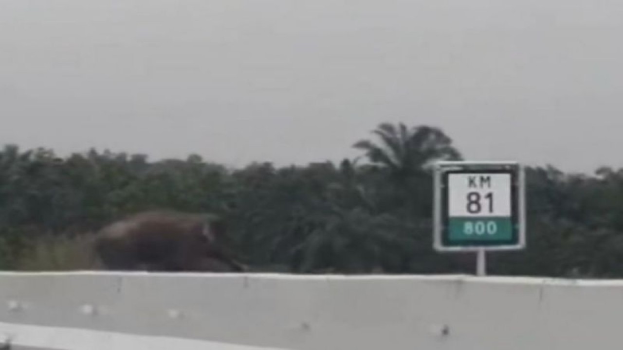 Seekor gajah sumatera (Elephas maximus sumatranus) liar tampak melintas di Jalan Tol Pekanbaru-Dumai di KM 81 (ANTARA/HO-BBKSDA Riau)
