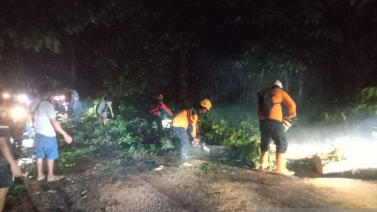 Petugas gabungan saat mengevakuasi pohon angsana berdiamater 50 cm dan tinggi 15 meter di Kampung Pakuwon, RT-07/01, Desa Cibodas, Kecamatan Bojonggenteng, Kabupaten Sukabumi, Jabar yang tumbang dan menutup akses jalan warga pada Minggu, (26/11/2023). ANTARA/Aditya Rohman.