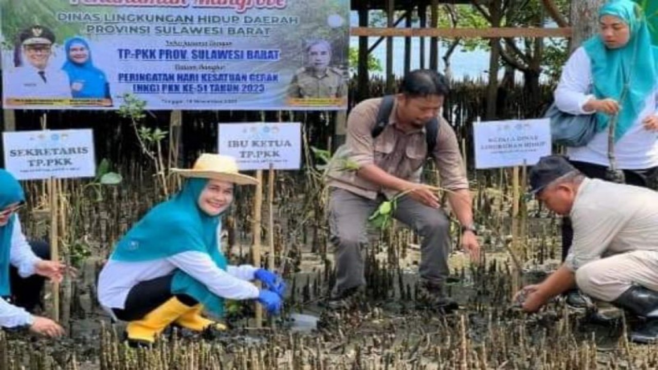 Kepala DLH Provinsi Sulbar Zulkifli Manggazali bersama TPPKK Sulbar melakukan penanaman mangrove guna memperingati HKG PKK ke -51 pada 2023 di Mamuju, Senin (20/11/20203). ANTARA/M Faisal Hanapi