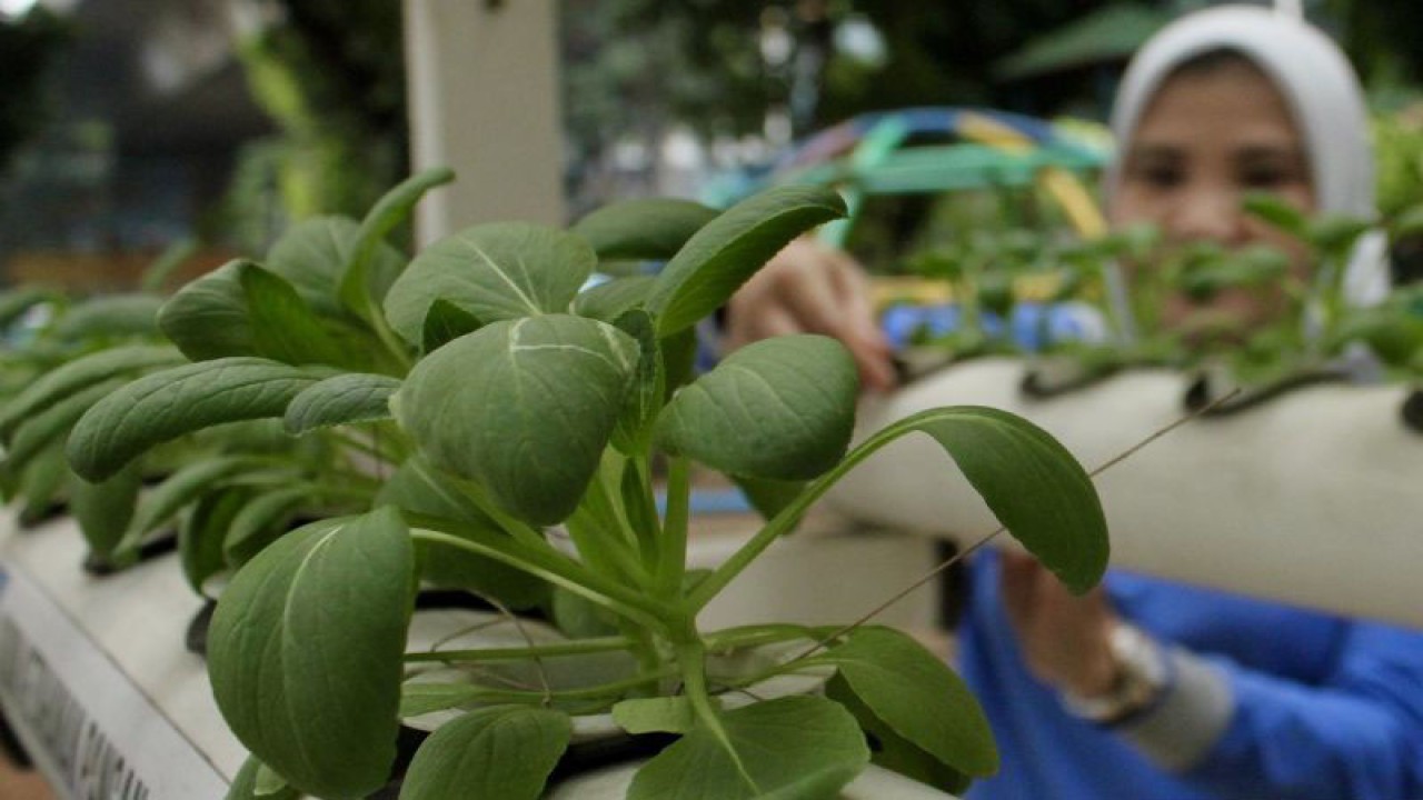 Seorang pengelola mengecek tanaman pakcoy hidroponik hasil bantuan dan bimbingan Sudin KPKP Jakarta Pusat yang ditanam di RPTRA Kebon Sirih, Jakarta, Jumat (17/11/2023). ANTARA/Cahya Sari.