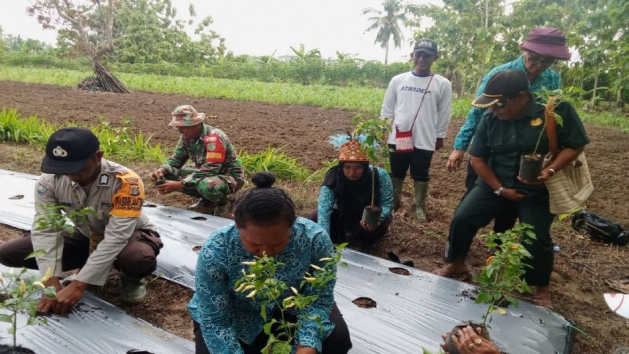 TP PKK saat melakukan penanaman cabai di Kampung Intaimilyan Arso IX Distrik Skanto Kabupaten Keerom dengan luas lokasi 10 hektar, Jumat. (ANTARA/HO- HUMAS Pemprov Papua)