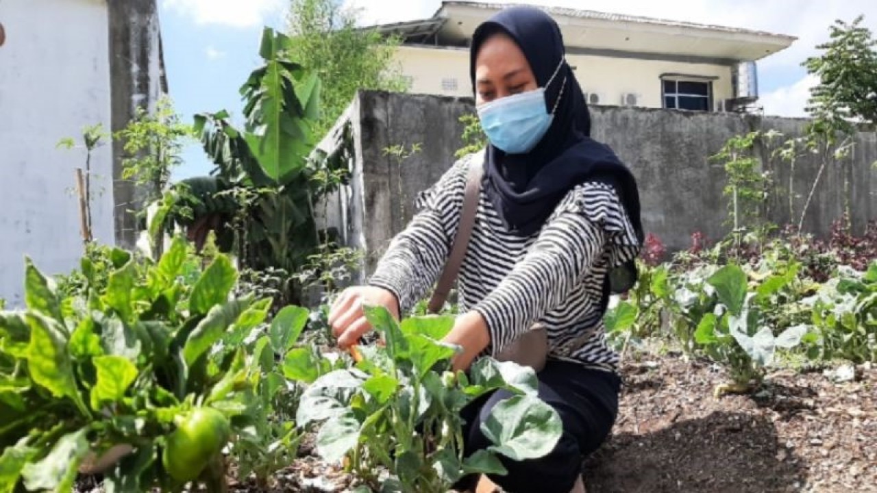 Warga sedang memetik sayuran di lokasi urban farming kamiKITA, Banda Aceh, Selasa (16/2/2021). Dok ANTARA