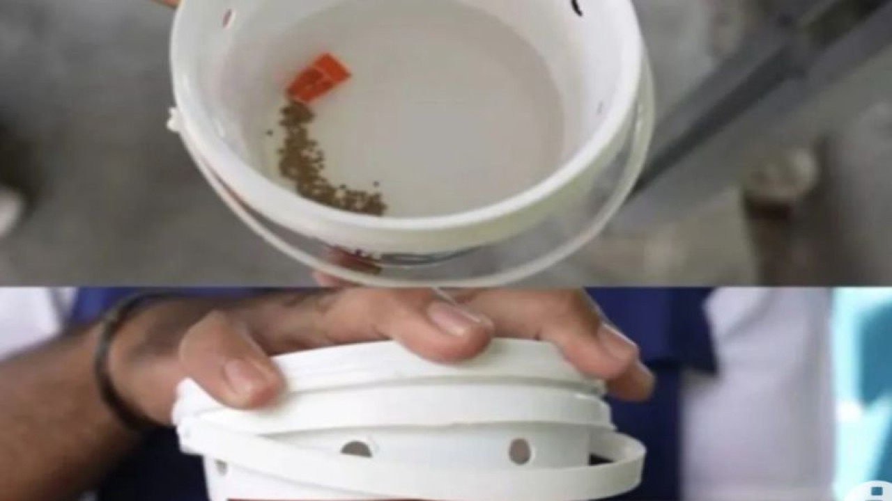 Teknologi Wolbachia. ANTARA/HO-Kemenkes/pri