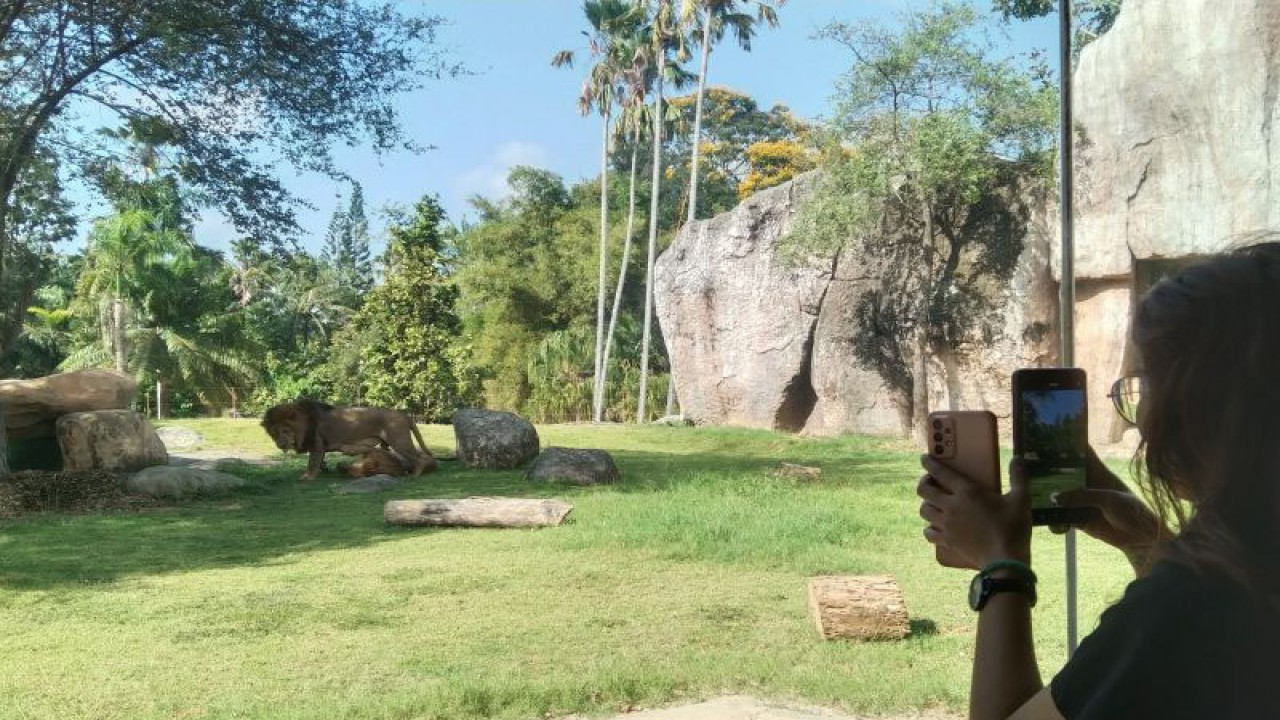 Wisatawan mendokumentasikan satwa singa saat mengunjungi kebun binatang Bali Zoo di Desa Singapadu, Kabupaten Gianyar, Bali, Jumat (22/12/2023) ANTARA/Dewa Ketut Sudiarta Wiguna