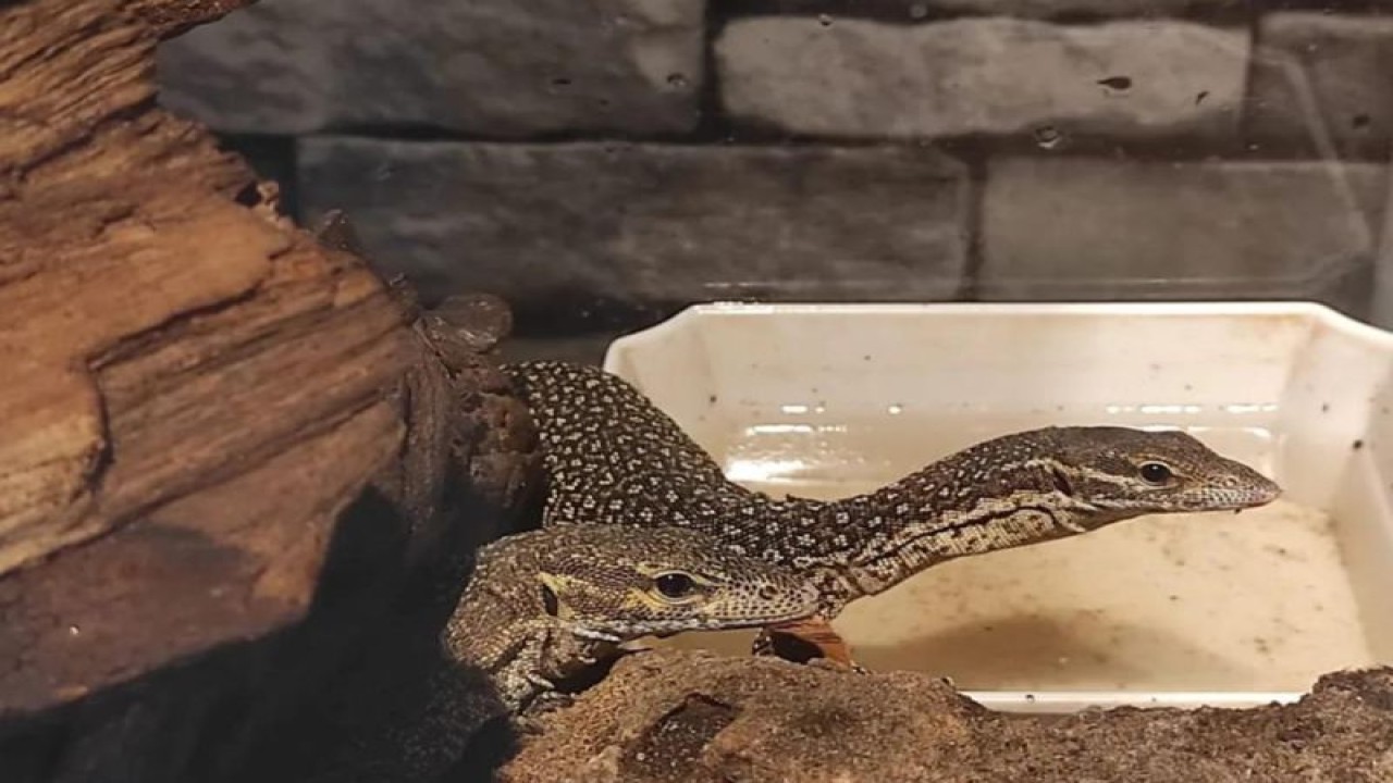 Biawak Timor (Varanus Timorensis). ANTARA/Ho-BBKSDA NTT