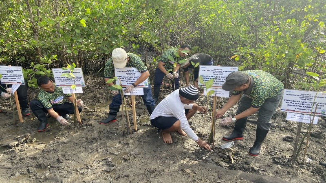Kegiatan penanaman 1.000 bibit bakau oleh Perum Bulog bersama nelayan di Bendung Gerak Tukad Mati Kawasan mangrove Tahura Ngurah Rai, Badung, Bali, Jumat (1/12/2023). ANTARA/Ni Putu Putri Muliantari