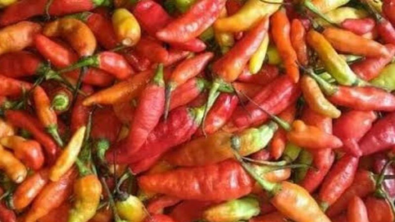 Ilustrasi cabai rawit. ANTARA/Evarukdijati