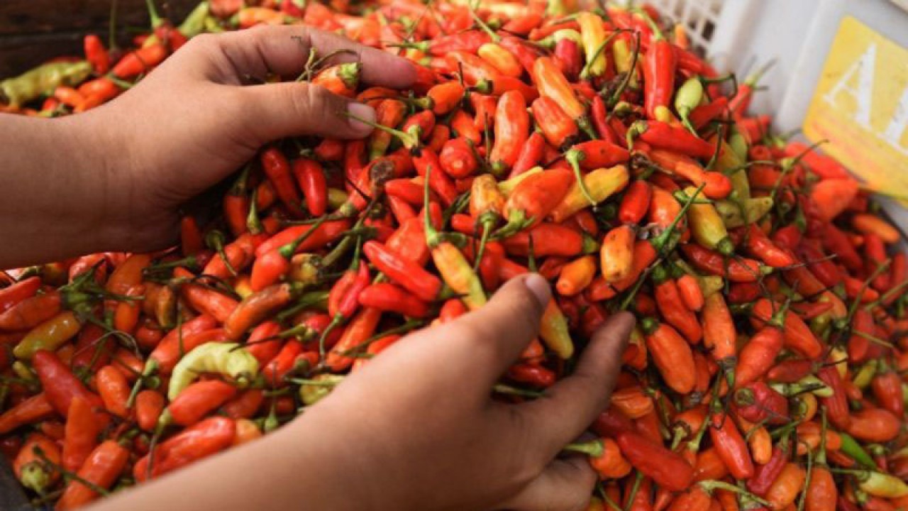 Ilustrasi, Cabai rawit salah satu komoditas penyumbang inflasi di Provinsi Kepulauan Bangka Belitung. (ANTARA/HO-Aprionis)