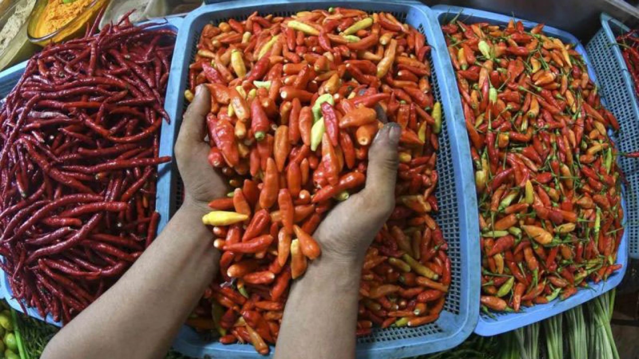 Arsip Foto - Pedagang mengambil cabai rawit merah untuk ditimbang di Pasar Senen, Jakarta, Rabu (13/7/2022). ANTARA FOTO/Aditya Pradana Putra/wsj