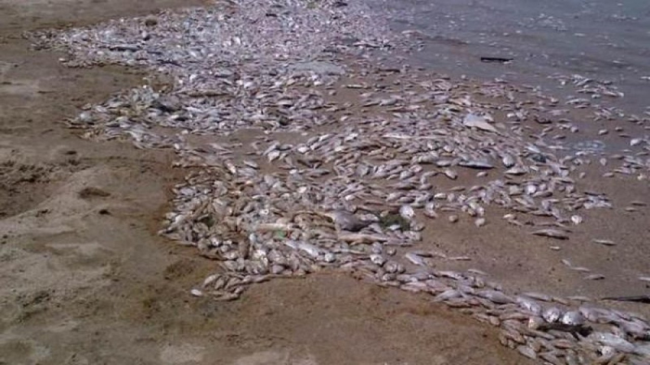 Ilustrasi ribuan ikan mati. (Foto: Istimewa)