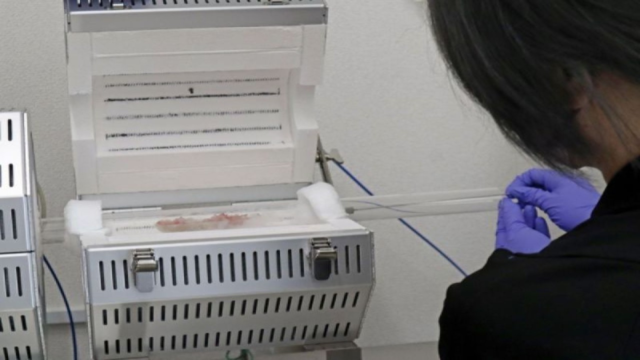 Seorang peneliti memeriksa tingkat konsentrasi tritium pada ikan yang diambil dari perairan di Prefektur Fukushima, Jepang, pada 26 Agustus 2023. (Kyodo)