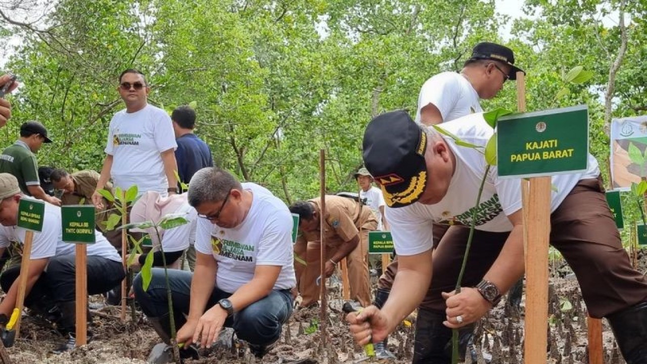 Kepala Kejati Papua Barat Harli Siregar (kanan) bersama Kepala Balai Besar TNTC Supartono (kedua dari kanan) sedang menanam bibit mangrove di Pantai Sowi, Manokwari, Selasa. (ANTARA/Fransiskus Salu Weking)