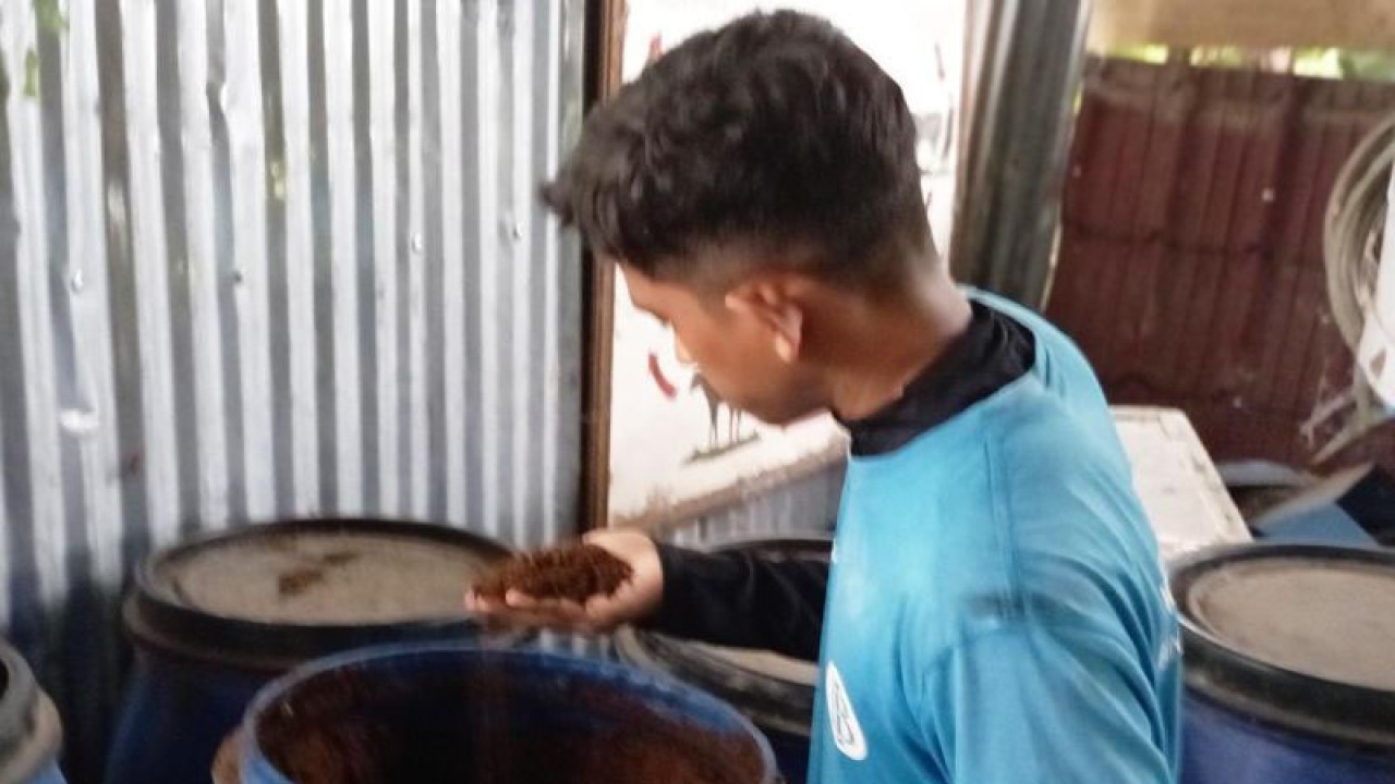 Muhammad Adham, peternak milenial, memeriksa pupuk organik di Montasik, Kabupaten Aceh Besar. ANTARA/M Haris SA