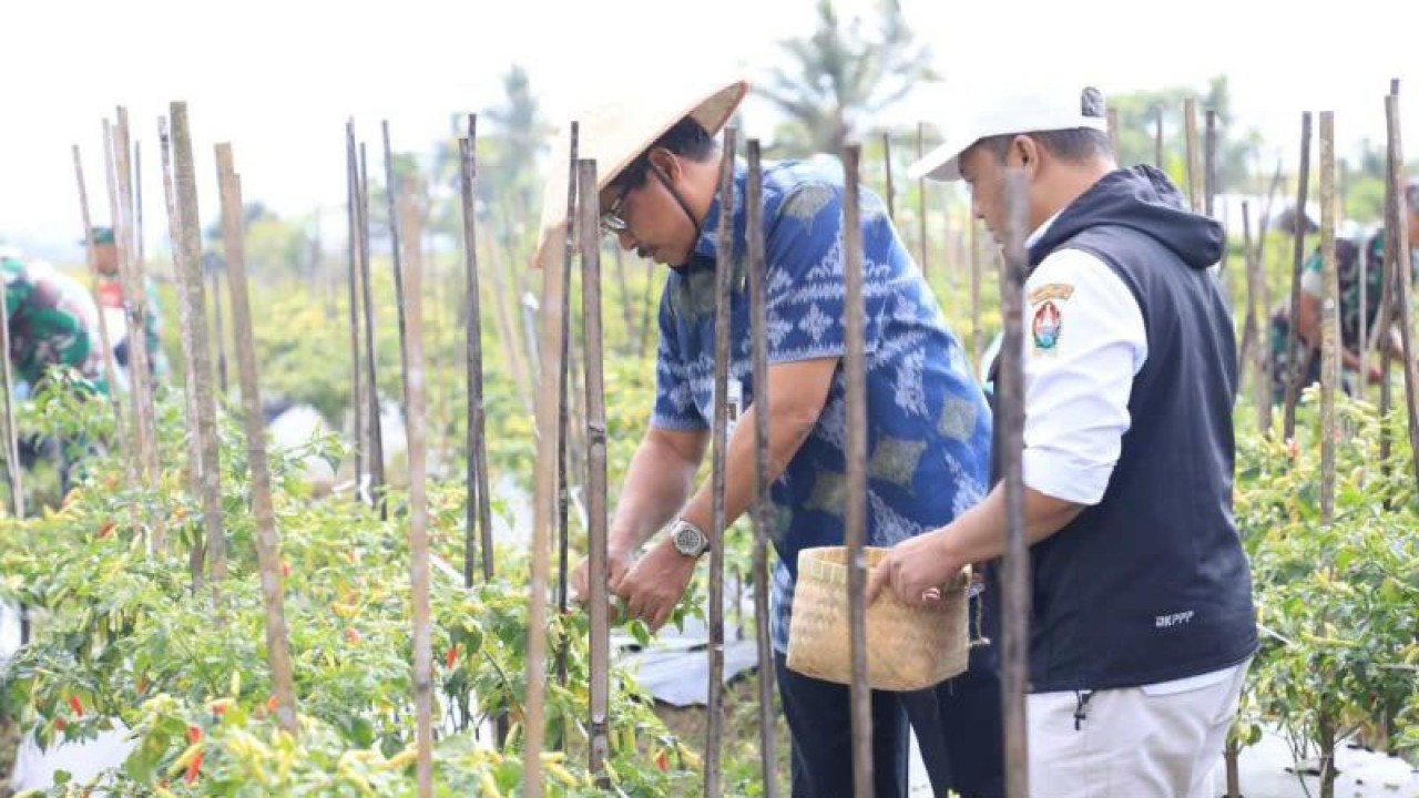 Penjabat Gubernur Jawa Tengah Nana Sudjana panen cabai di Desa Sriwungu, Kecamatan Tlogomulyo, Kabupaten Temanggung.  ANTARA/Heru Suyitno