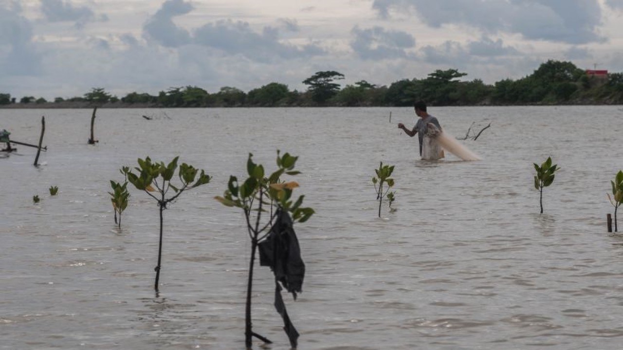 Ilustrasi - Warga menjala ikan di sekitar bibit mangrove yang ditanam di Pandeglang, Banten, Sabtu (13/11/2021). ANTARA FOTO/Muhammad Bagus Khoirunas/aww.