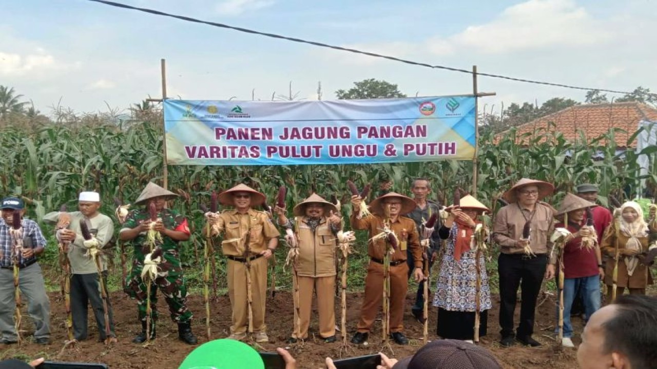 Kelompok Tani (Poktan) Talun Jaya, Desa Pancanegara, Kecamatan Pabuaran bersama Dinas Ketahanan Pangan dan Pertanian (DKPP) Kabupaten Serang, Banten panen raya jagung komposit Jakarin (putih dan ungu) pada Selasa (12/12/2023). ANTARA/HO-Dokumen Pemkab Serang