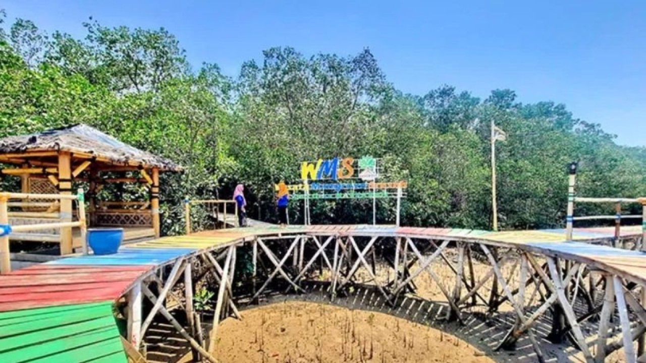 Salah hutan mangrove yang kini sedang dikembangkan Pemkab Sampang menjadi objek wisata. (ANTARA/ HO-Pemkab Sampang)