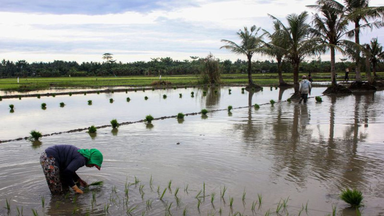 Petani menanam bibit padi di Desa Pematang Biara, Kabupaten Deli Serdang, Sumatera Utara, Minggu (8/1/2023). ANTARA FOTO/Yudi/aww.