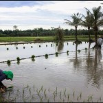 Petani-1701832452