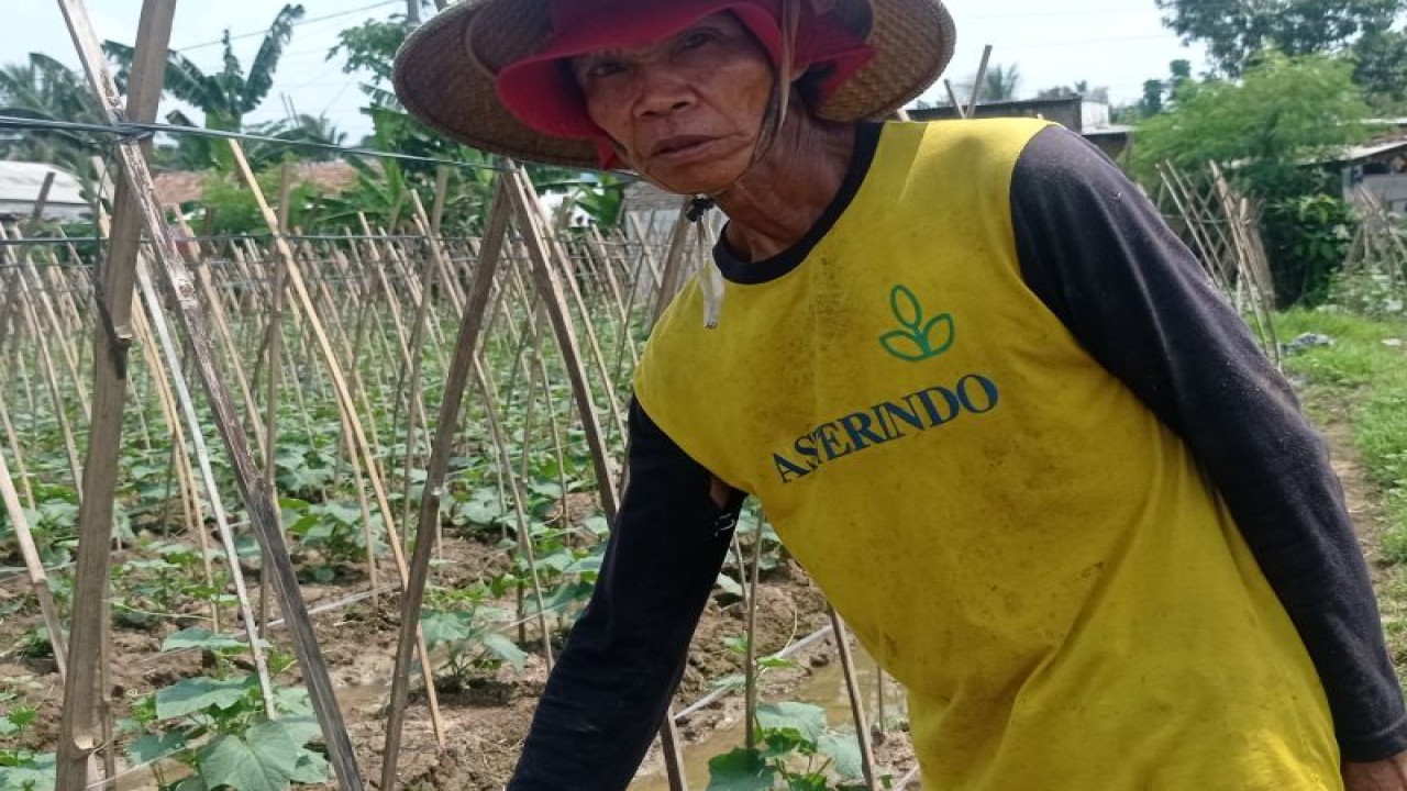 Petani Kabupaten Lebak mengembangkan produksi pertanian sayuran organik di lahan seluas 2 hektare karena permintaan masyarakat cenderung meningkat dengan alasan menyehatkan. ANTARA/Mansyur