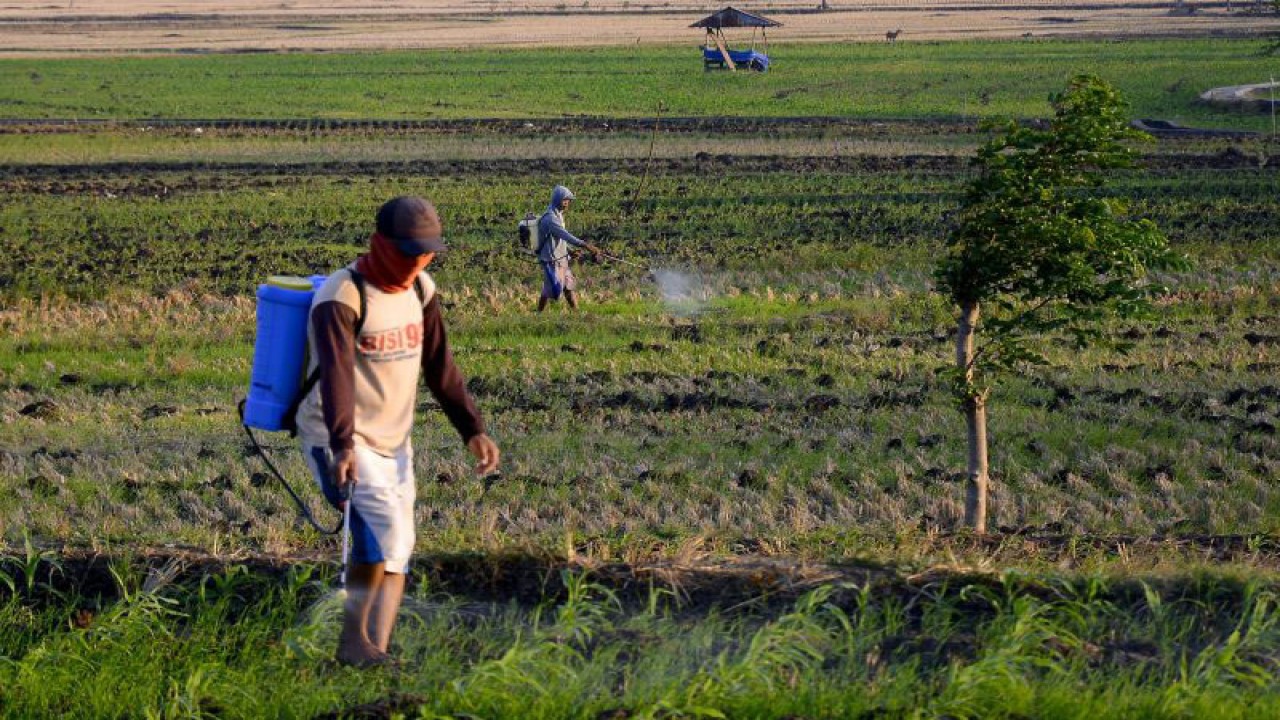 Petani menebar pupuk di areal persawahan jagung Desa Bonto Jai, Kecamatan Bissappu, Kabupaten Bantaeng, Sulawesi Selatan, Rabu (25/10/2023). ANTARA FOTO/Hasrul Said/YU/Spt.