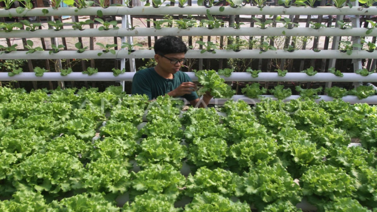 Petani milenial memanen selada yang dibudidayakan dengan teknik pertanian hidroponik di Watualang, Ngawi, Jawa Timur, Selasa (30/5/2023). (ANTARA FOTO/Ari Bowo Sucipto)