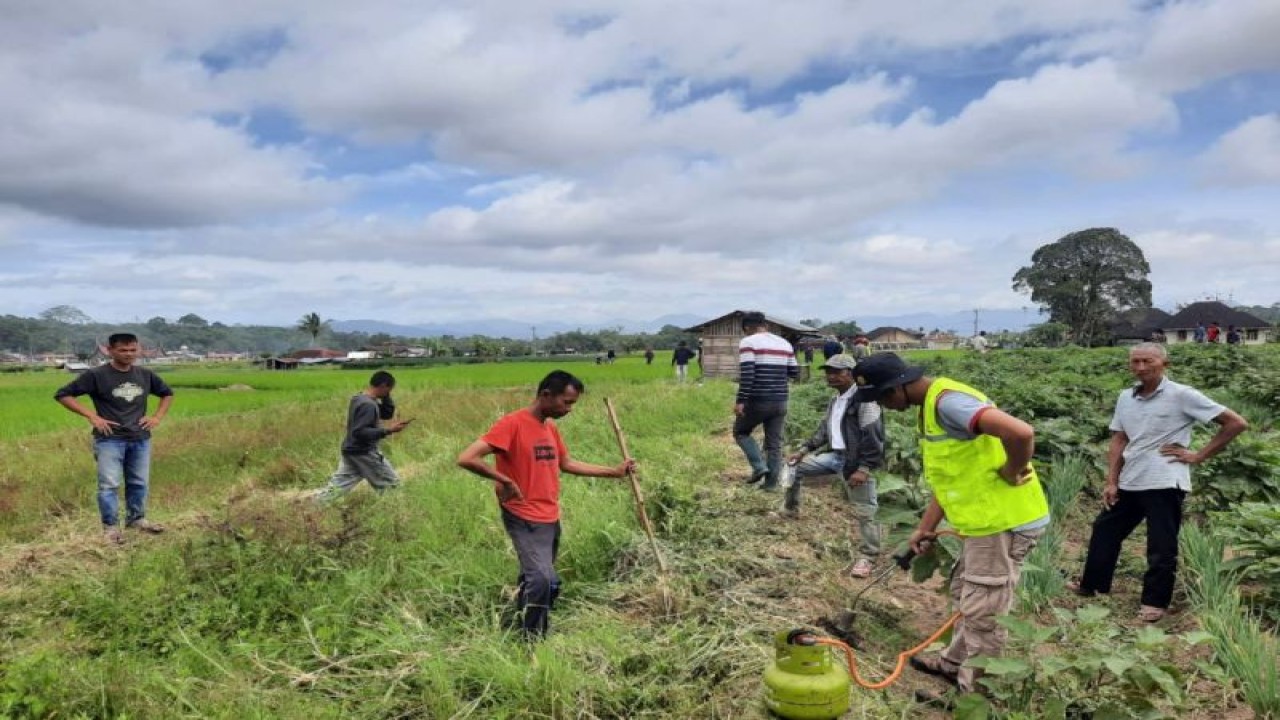 Petani sedang melakukan berburu hama tikus. ANTARA/HO-Dinas Pertanian Agam