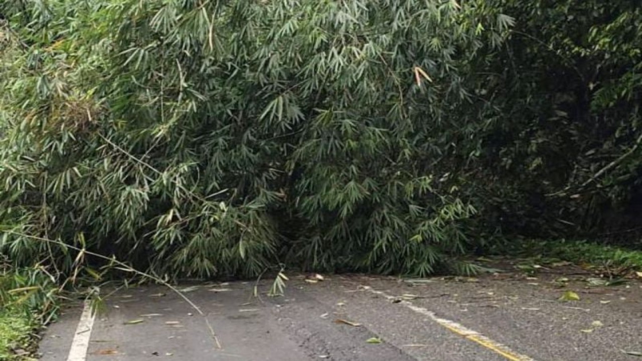 Pohon tumbang tutup ruas jalan di Agam. (18/12/2023). Antara/HO-BPBD Agam.