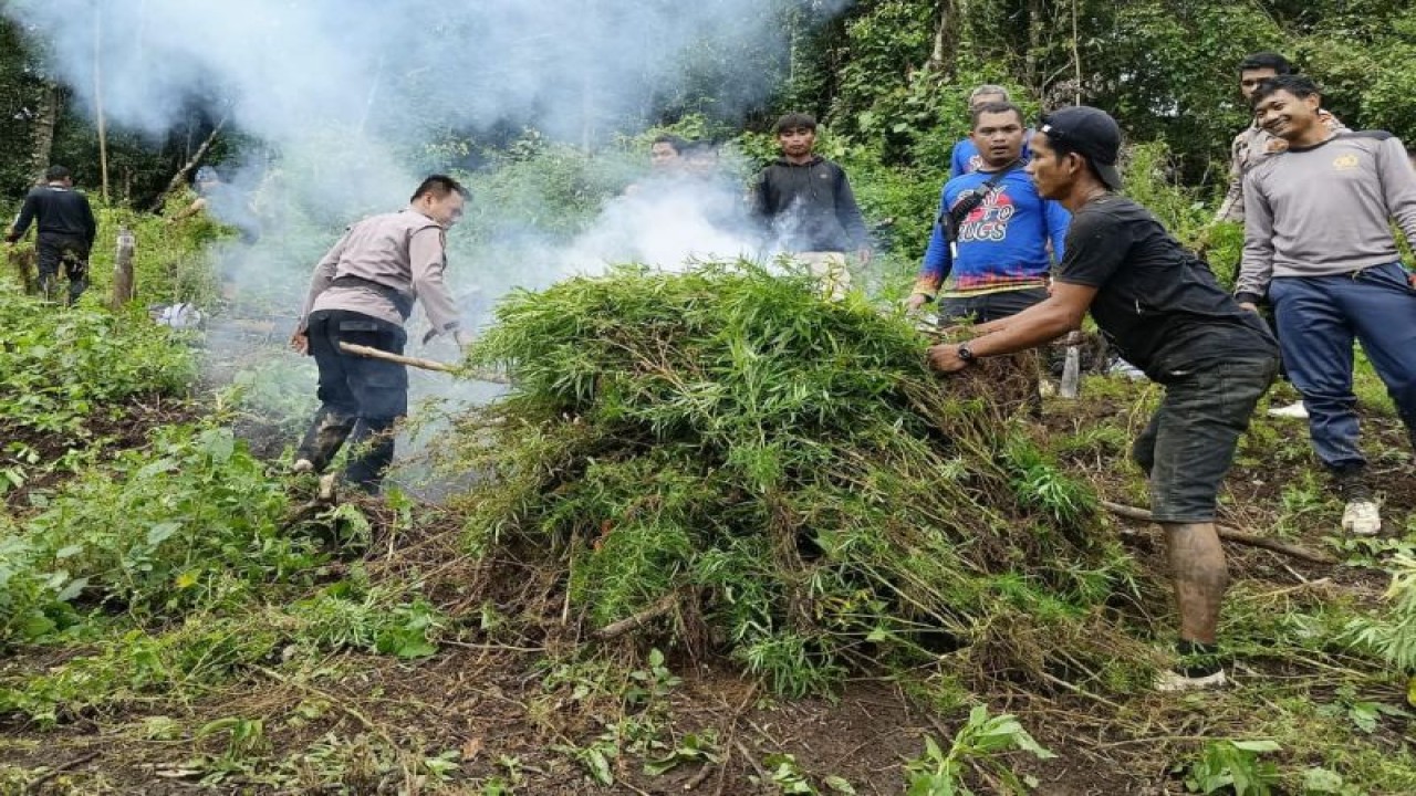 Personel Polres Mandailing Natal melakukan pemusnahan ladang ganja di Perbukitan Tor Sihite Sumur Holbung, Desa Pardomuan, Kecamatan Panyabungan Timur. (ANTARA/HO-Polda Sumut)