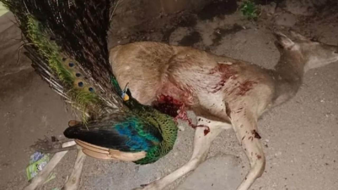 Barang bukti perburuan satwa dilindungi di kawasan Taman Nasional Baluran Situbondo, Jawa Timur. ANTARA/HO-Humas Taman Nasional Baluran