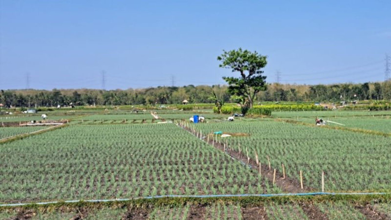 Oleh lahan sawah di Kulon Progo. (ANTARA/Sutarmi)