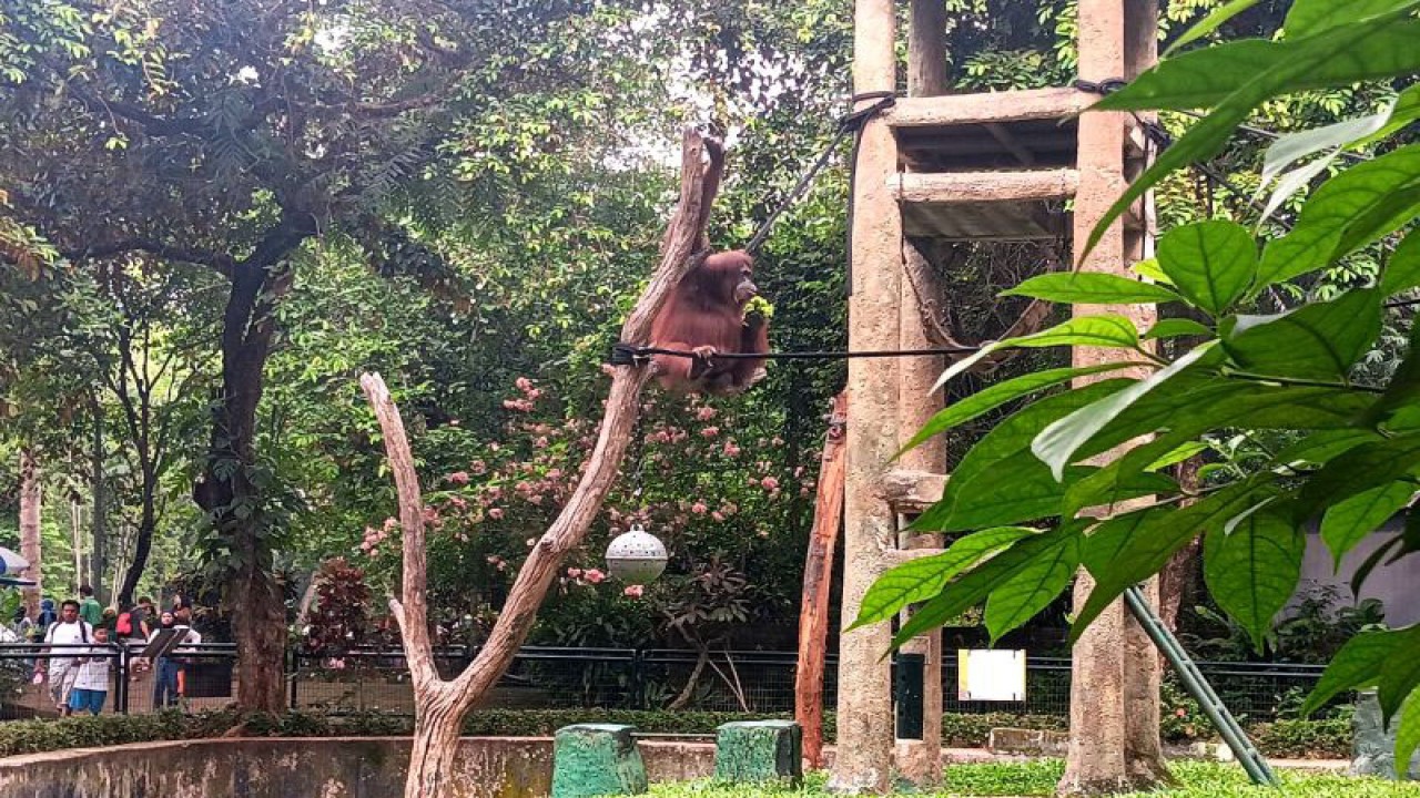 Orangutan di Taman Margasatwa Ragunan, Jakarta Selatan, Selasa (26/12/2023). ANTARA/Tri Meilani Ameliya