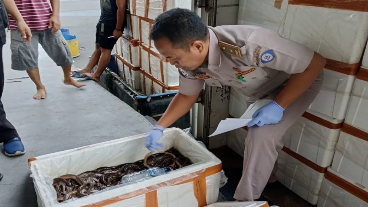 Petugas Balai Karantina Hewan, Ikan, dan Tumbuhan (BKHIT) Jawa Timur memeriksa belut yang akan diekspor ke China. ANTARA/HO-BKHIT Jatim