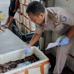 Balai Karantina permudah ekspor 90.000 belut hidup ke China-1706089865