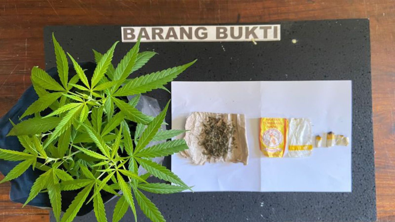 Barang bukti tanaman ganja yang ditanam di lingkungan Kantor Kecamatan Kota Mukomuko, Kabupaten Mukomuko, Selasa (16/1/2024) ANTARA/Ferri.