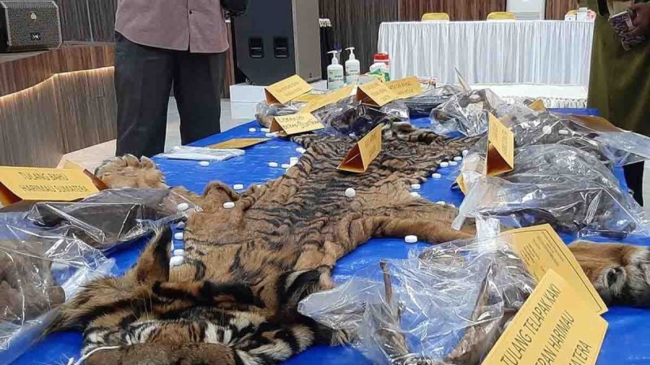 Barang bukti kulit harimau sumatra di Mapolda Aceh, Banda Aceh, Senin (22/1/2024). ANTARA/M Haris SA.