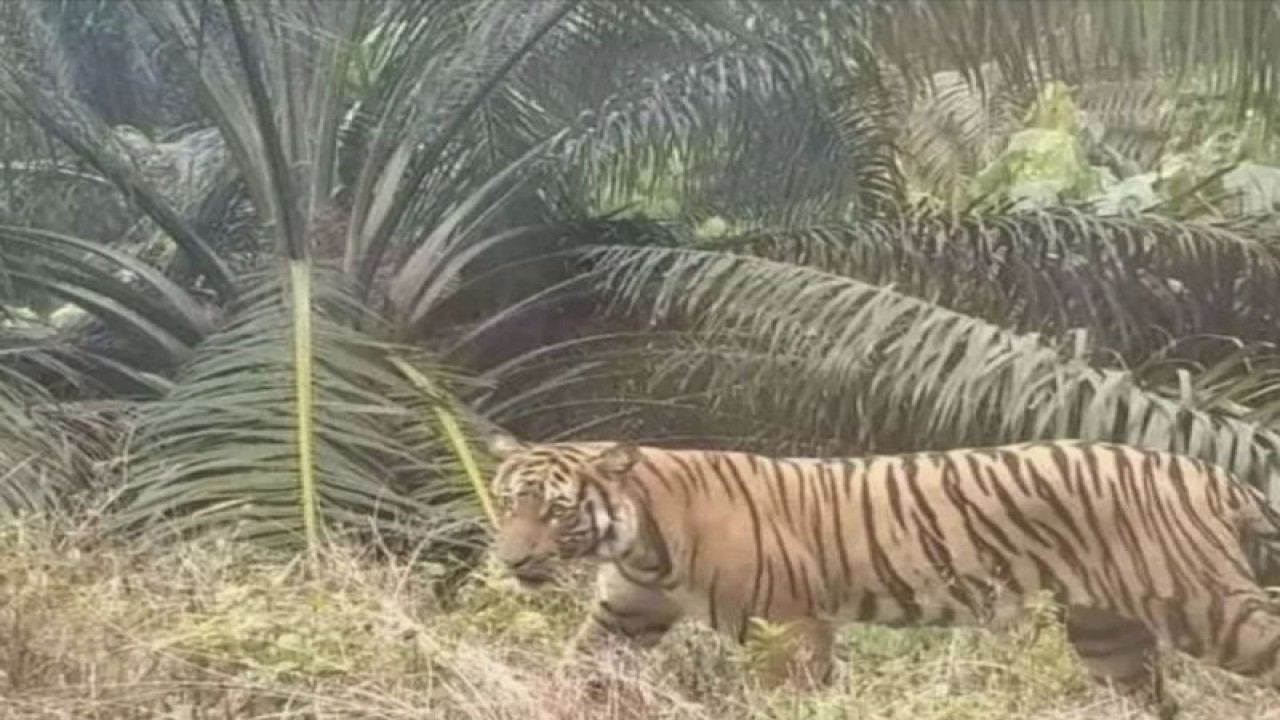 Seekor harimau sumatera (Panthera tigris sumatrae) yang tampak di areal perkebunan warga, di Kecamatan Batang Cenaku, Kabupaten Indragiri Hulu (Inhu). ANTARA/HO-Tangkapan layar