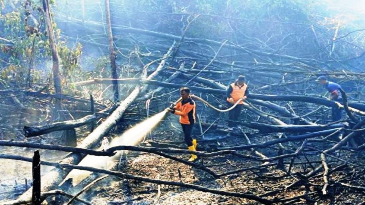 Ilustrasi: Petugas sedang memadamkan karhutla di Kecamatan Penajam, Kabupaten Penajam Paser Utara (PPU), Kaltim (Antara/ HO Pusdalops BPBD Kabupaten PPU)