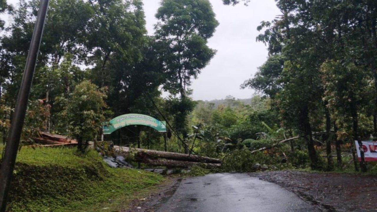 Pohon damar di depan gerbang objek wisata Hutan Pinus Limpakuwus, Kecamatan Sumbang, Kabupaten Banyumas, Jumat (19/1/2024), tumbang akibat angin kencang. ANTARA/WhatsApp/Info&Penanganan Bencana