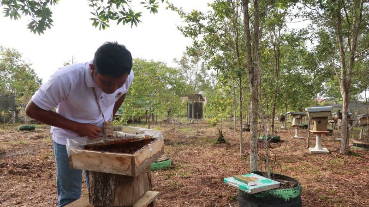 Pembudidaya memeriksa sarang madu kelulut pada kawasan budidaya yang berada di Desa Tuwung, Kabupaten Pulang Pisau, Kalimantan Tengah, Rabu (24/1/2024). (ANTARA/Sugiharto Purnama)